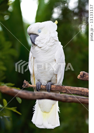 Sulphur Crested Cockatoo in nature surrounding 13133137