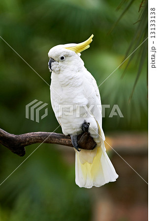 Sulphur Crested Cockatoo in nature surrounding 13133138