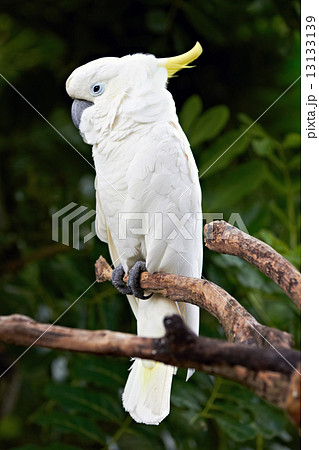 Sulphur Crested Cockatoo in nature surrounding Sulphur Crested Cockatoo in nature surrounding 13133139