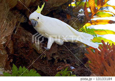 Sulphur Crested Cockatoo in nature surrounding 13133184