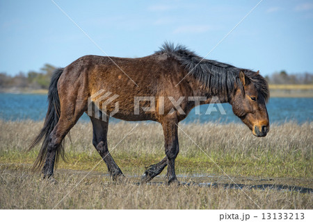 Assateague horse young puppy wild pony 13133213