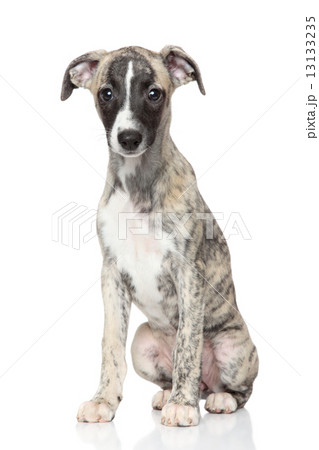 Whippet puppy 13133235