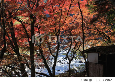 香嵐渓の紅葉 13133902
