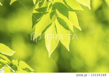 新緑のケヤキの葉 新緑のケヤキの葉 13134189