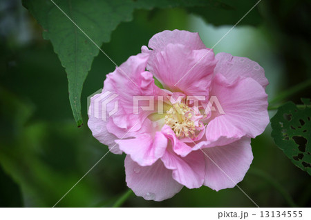 ムクゲの花 ムクゲの花 13134555