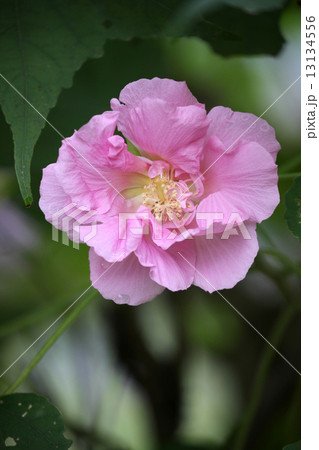 ムクゲの花 ムクゲの花 13134556
