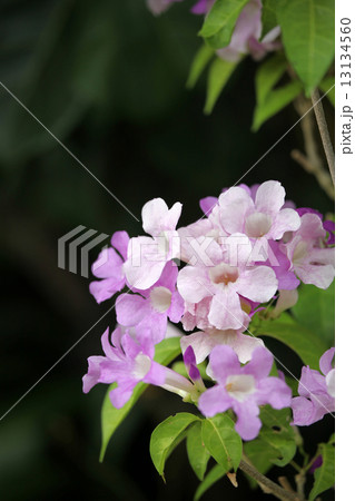 ニンニクカズラの花 ニンニクカズラの花 13134560