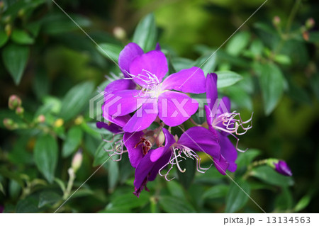 ノボタンの花 ノボタンの花 13134563