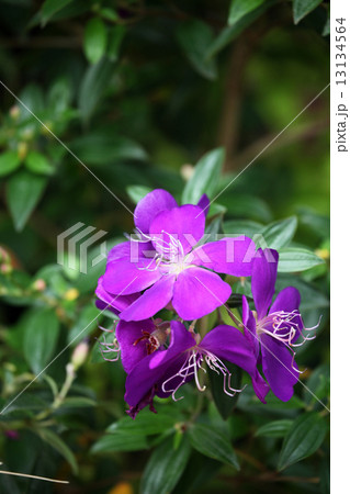 ノボタンの花 13134564