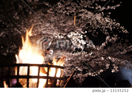 炎と夜桜 13135252