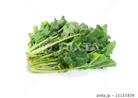 かき菜 13135836