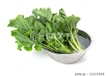 かき菜 13135838