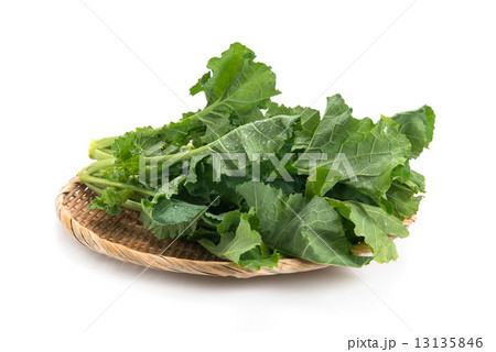 かき菜 かき菜 13135846