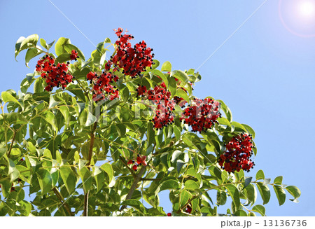 ゴンズイの実と種 13136736