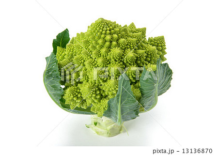 ブロッコリーロマネスコ 13136870