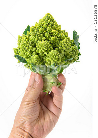 ブロッコリーロマネスコ 13136878