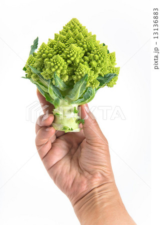 ブロッコリーロマネスコ ブロッコリーロマネスコ 13136883