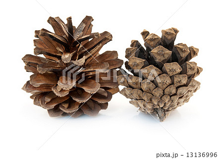 two pine cones isolated two pine cones isolated 13136996
