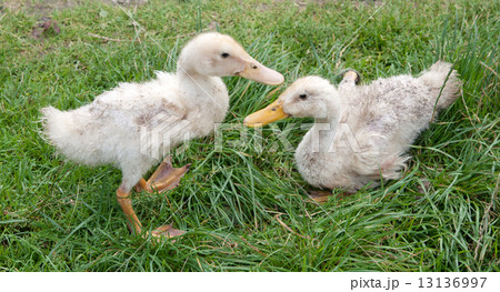 two white ducks 13136997