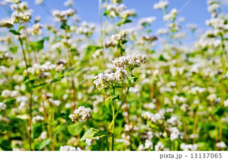 Buckwheat blooming sky 13137065