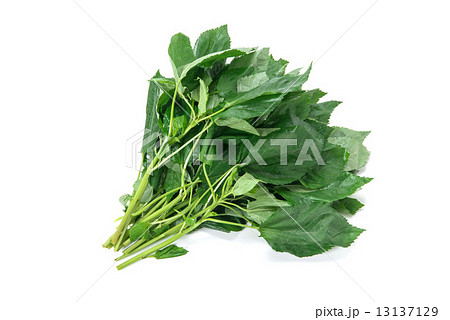 モロヘイヤ モロヘイヤ 13137129