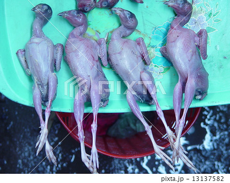 剥き身のヒナ（フエ／ベトナム） 13137582