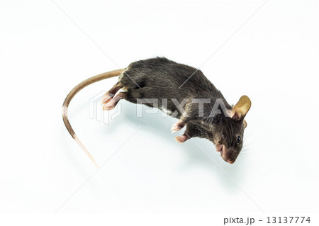 Dead rat Dead rat 13137774