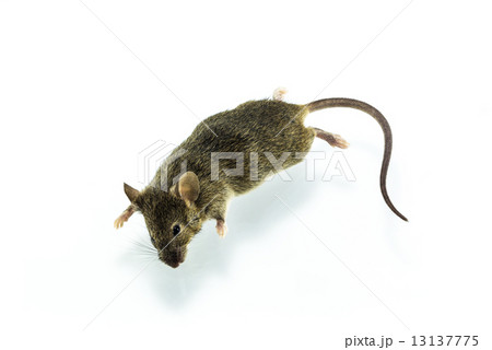Dead rat Dead rat 13137775