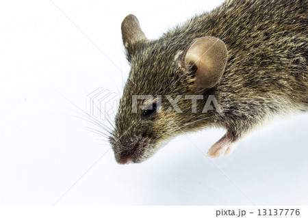 Dead rat Dead rat 13137776