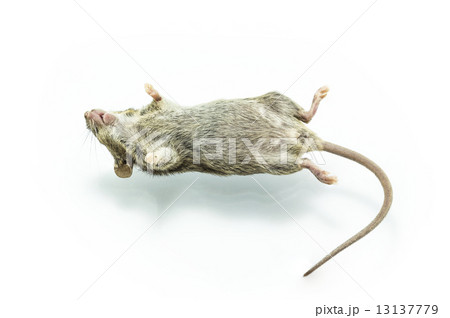 Dead rat 13137779