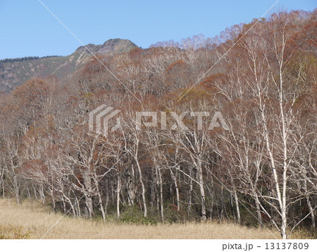 尾瀬ヶ原より景鶴山 13137809