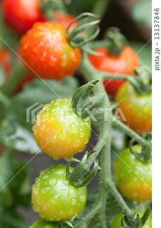 ミニトマト畑 13137846