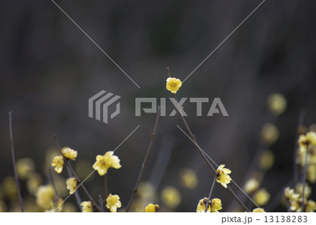 春の息吹_ロウバイ 春の息吹_ロウバイ 13138283
