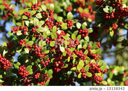 セイヨウヒイラギ セイヨウヒイラギ 13138342