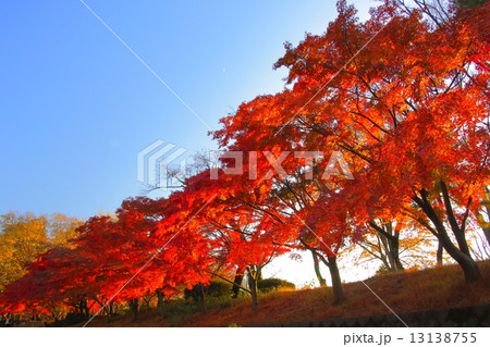 武蔵野公園の紅葉 13138755
