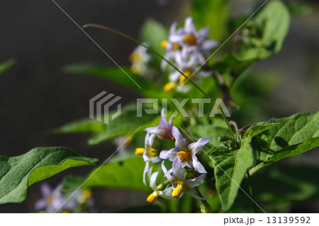 イヌホオズキ 13139592