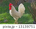 鶏　ニワトリ 13139751