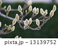 もくれん　木の芽 13139752