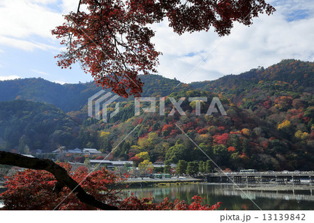 紅葉の京都嵐山 13139842