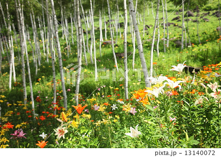 初夏に咲くユリの花と白樺 初夏に咲くユリの花と白樺 13140072