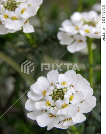 雪のようなイベリス 雪のようなイベリス 13141019