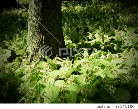 熊谷草 熊谷草 13141180