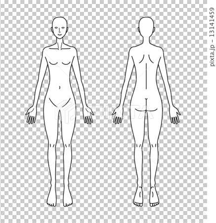 人体図 女性 13141459