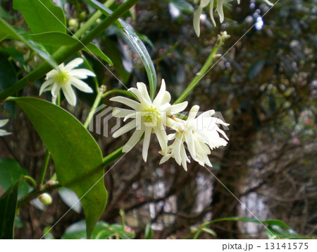 シキミの花 13141575