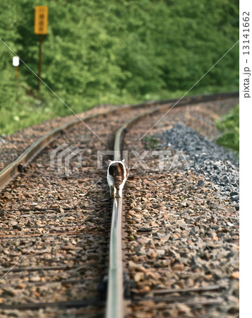 線路の上を歩く猫の背中 線路の上を歩く猫の背中 13141662