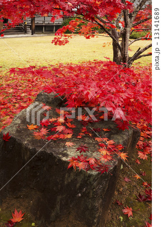 秋景色　京都　勧修寺 13141689