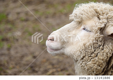 眠る羊の写真素材