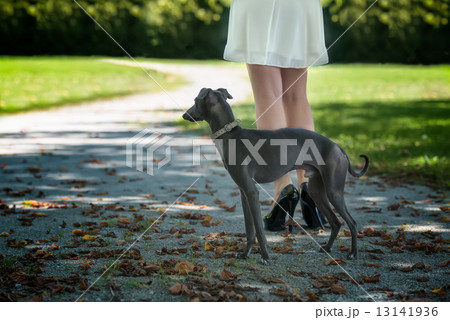 Legs of the girl  with greyhound in the park 13141936