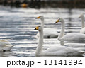 白鳥 13141994