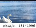 白鳥３ 13141996